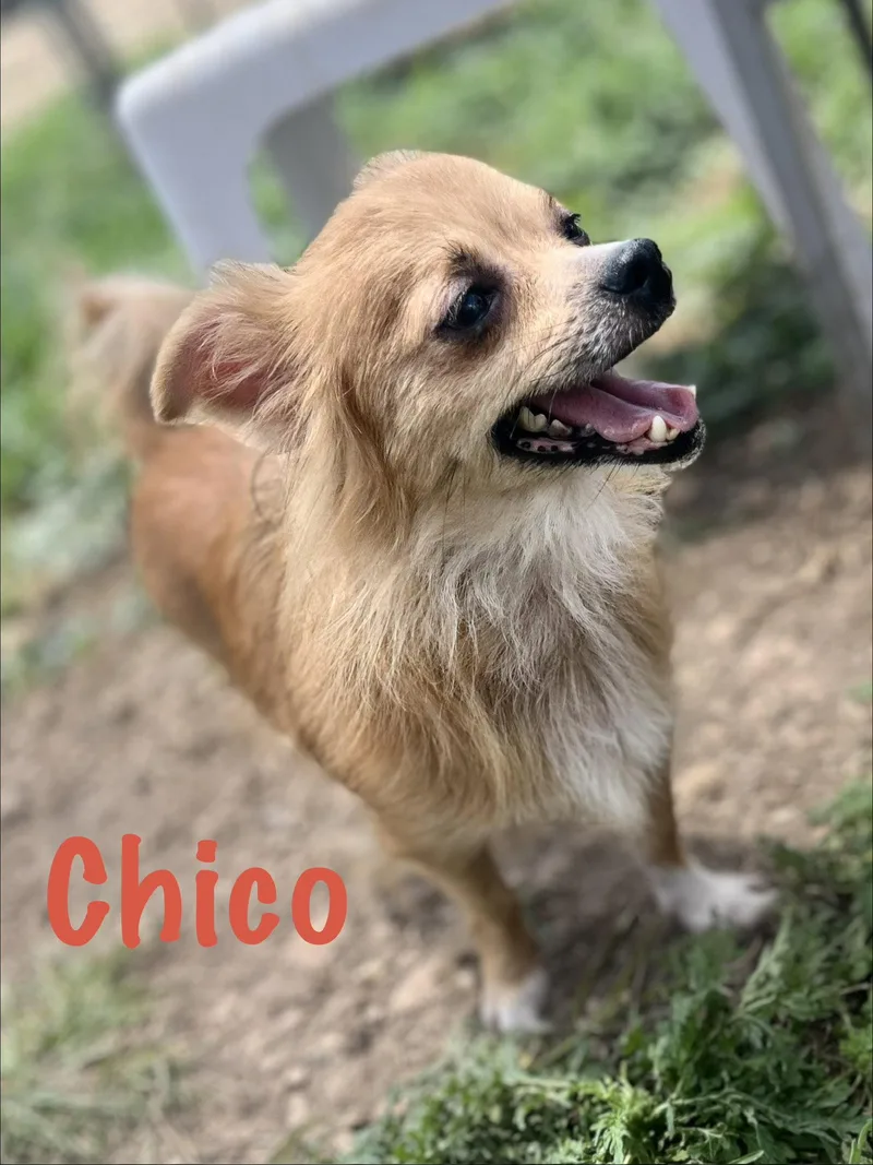 Chico
