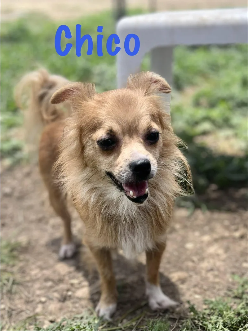 Chico thumbnail 3