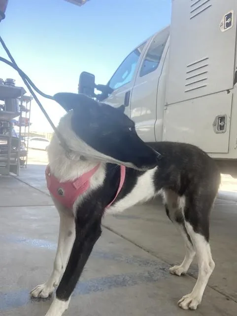 A young medium-sized female Black Collie dog named Nora  URGENT for adoption in Thousand Oaks, CA