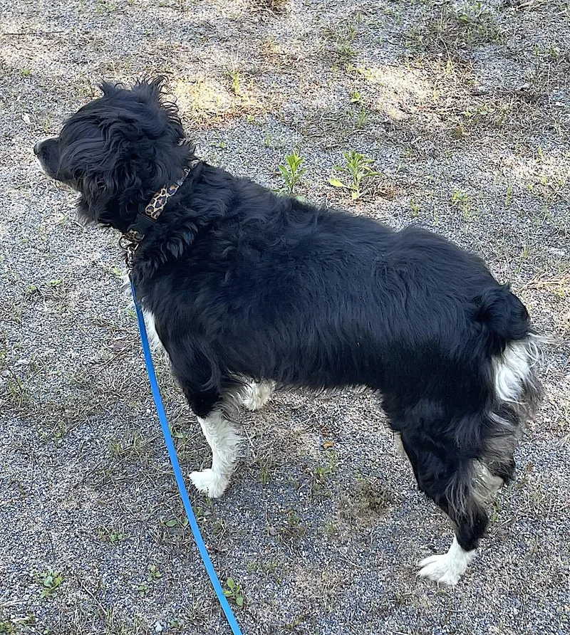 An adult medium-sized female Black Australian Shepherd dog named Lace for adoption in Bedford, VA