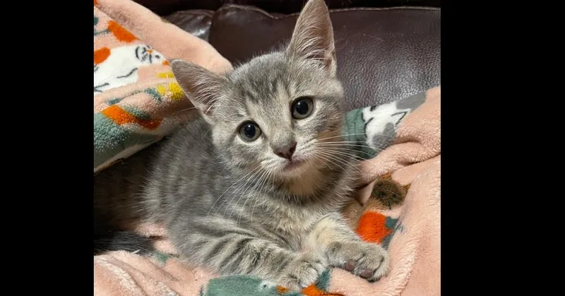 A baby small-sized female Gray / Blue / Silver Domestic Short Hair cat named Neves for adoption in Olyphant, PA