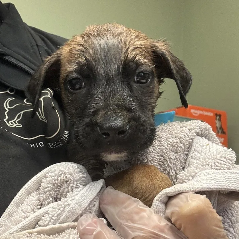 A baby medium-sized male Brown / Chocolate Boerboel dog named 74 for adoption in Springboro, OH