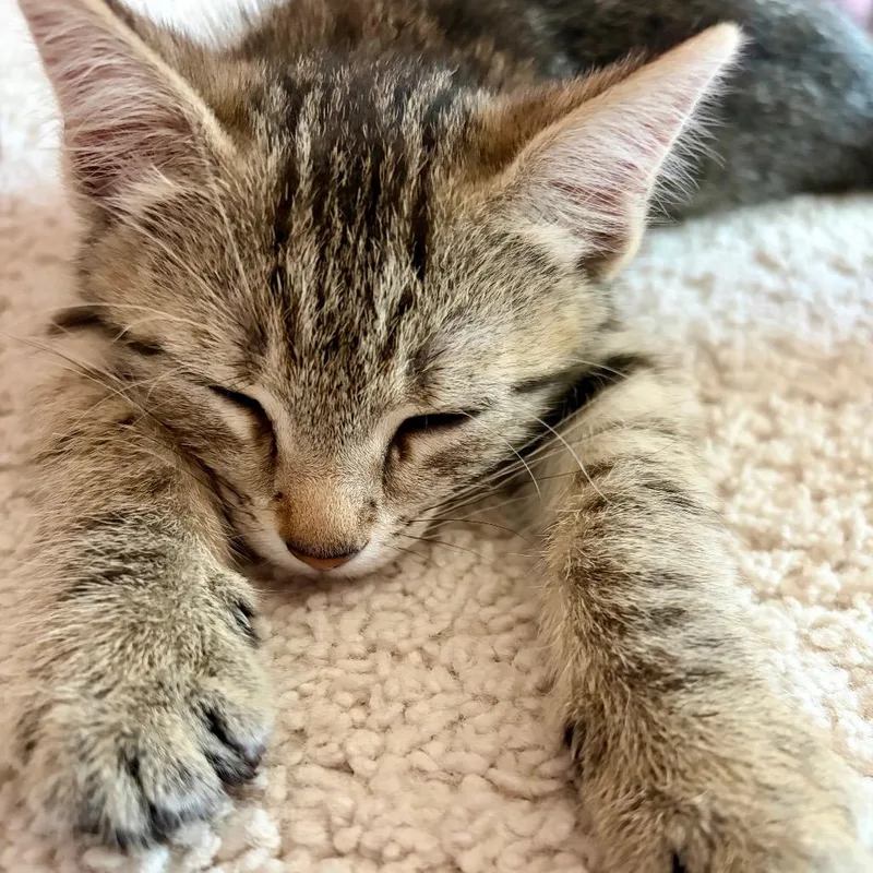 A baby small-sized female Brown / Chocolate Domestic Short Hair cat named Cupcake for adoption in Durham, NC