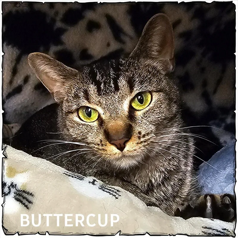 An adult medium-sized female Tabby (Tiger Striped) Domestic Short Hair cat named Buttercup for adoption in Whiting, IN