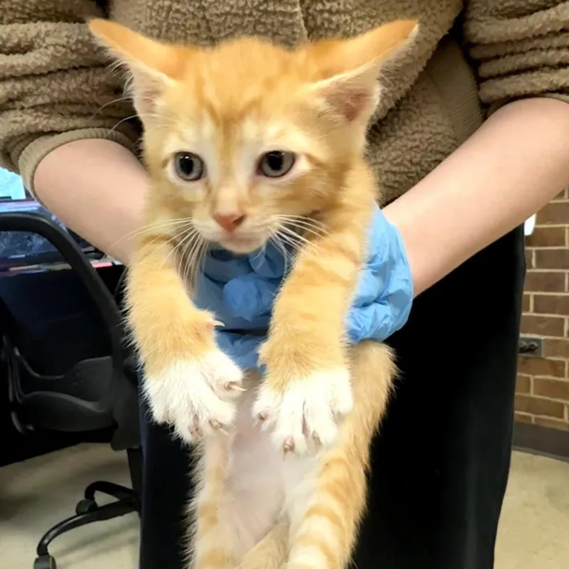 A baby small-sized male Orange / Red Domestic Short Hair cat named Jeff for adoption in Birmingham, AL