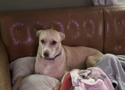 An adult medium-sized male Hound dog named Uno FKA Bananas for adoption in West Chester, PA