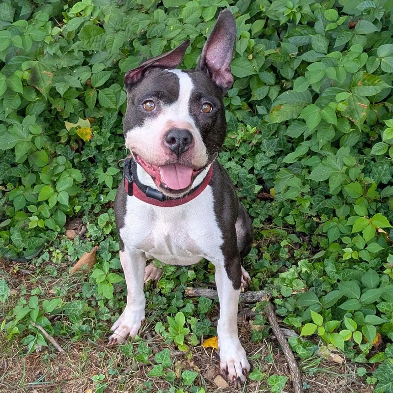 An adult medium-sized female Black Boston Terrier dog named Bubbles for adoption in Charlottesville, VA