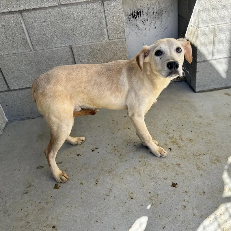 A young medium-sized male Yellow / Tan / Blond / Fawn Labrador Retriever dog named Luke for adoption in Bristol, IN