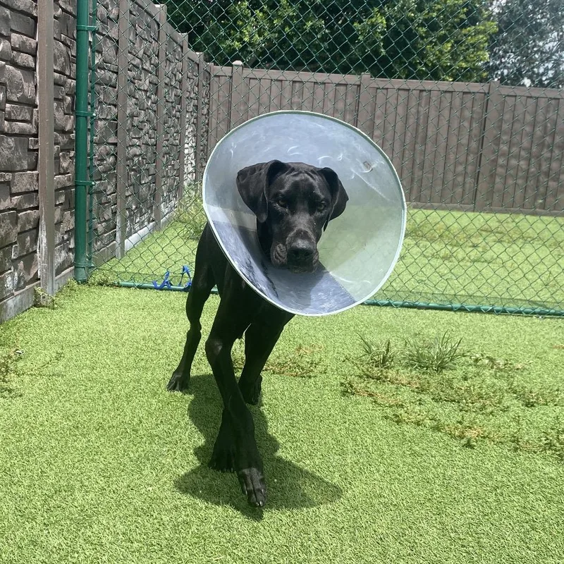 An adult extra large-sized female Black Great Dane dog named Negrita for adoption in LOXAHATCHEE, FL