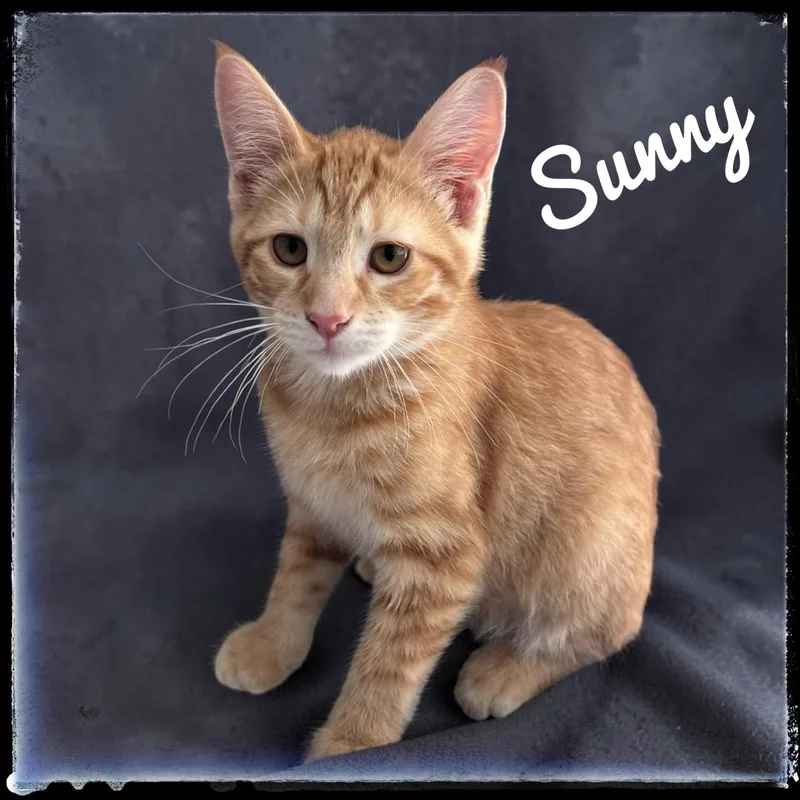 A baby small-sized male Domestic Short Hair cat named Sunny for adoption in El Cajon, CA