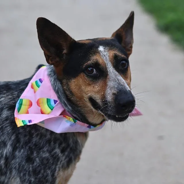 An adult medium-sized female Australian Cattle Dog / Blue Heeler dog named Catherine for adoption in San Antonio, TX