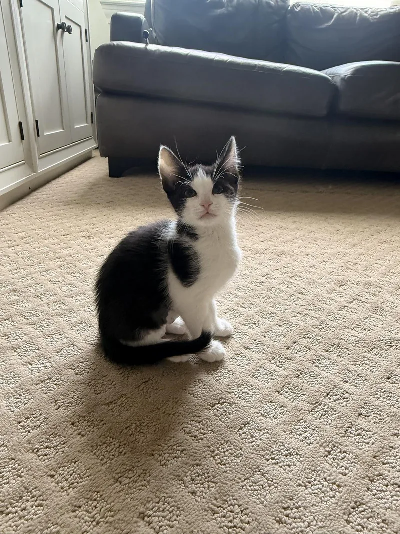A baby medium-sized female Black Domestic Short Hair cat named Miranda for adoption in Houston, TX
