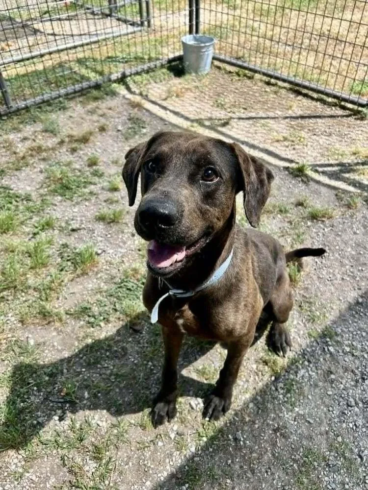 A young large-sized male Brindle Mixed Breed dog named Dozier for adoption in Scott, LA