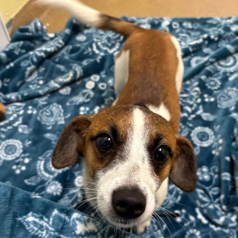 A senior small-sized female Beagle dog named Candy Gch for adoption in Rockaway, NJ