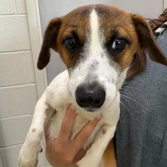 Candy Gch thumbnail 2