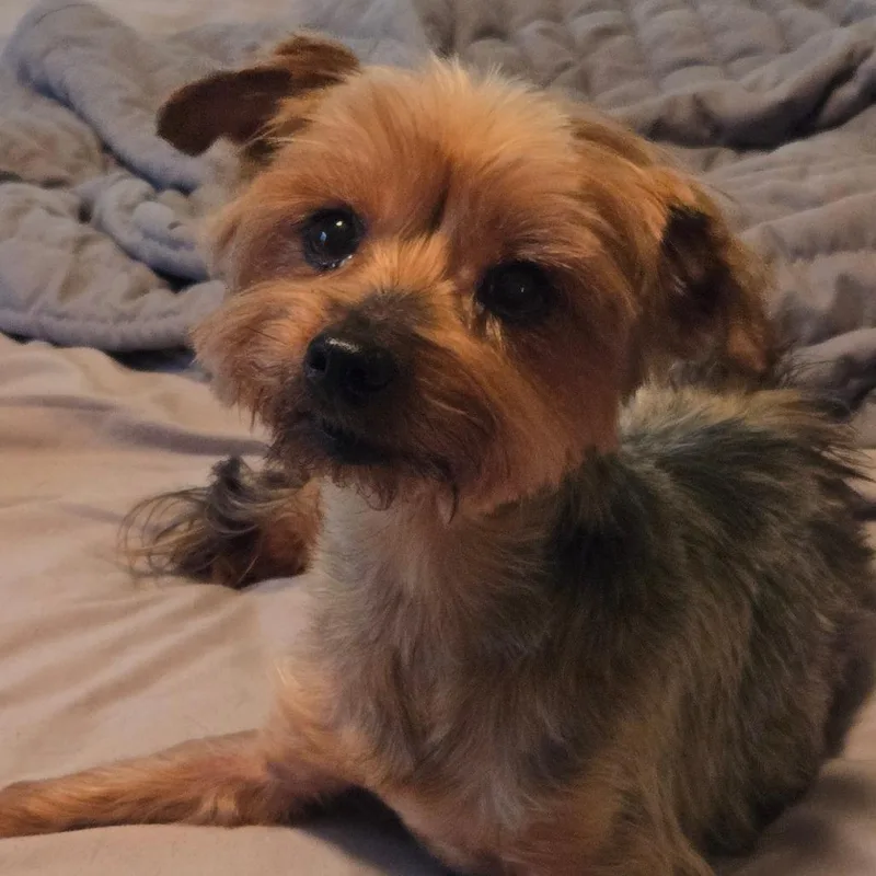 A senior small-sized female Brown / Chocolate Yorkshire Terrier dog named Sadie for adoption in Floresville, TX