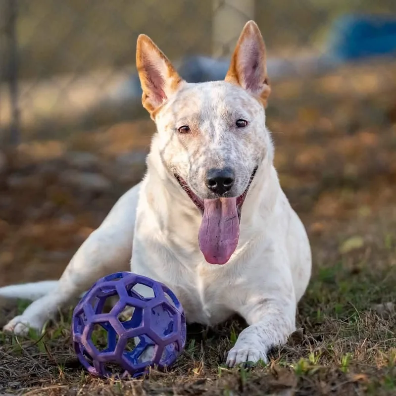 A baby medium-sized male Red / Chestnut / Orange Cattle Dog dog named Tang for adoption in Moyock, NC