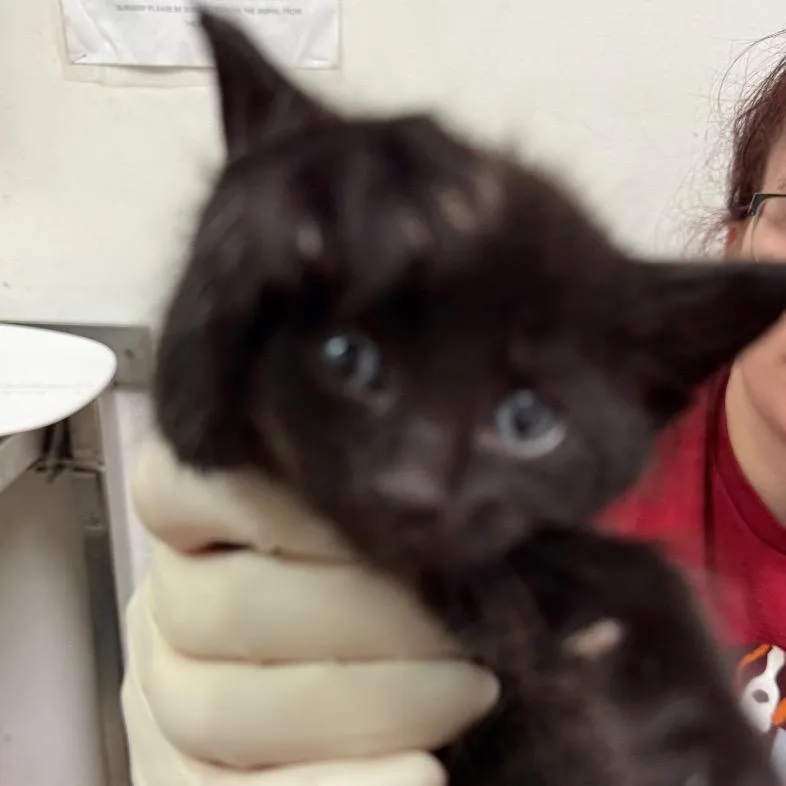 A baby small-sized male Black Domestic Medium Hair cat named Heathcliff for adoption in Charleston, WV