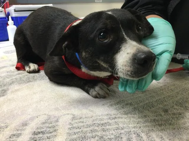 A young small-sized male Chihuahua dog named Kevin for adoption in Riverside, CA