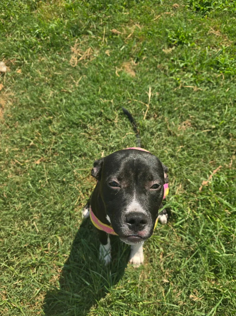A baby medium-sized female Black Pit Bull Terrier dog named Heidi for adoption in Huntsville, AL