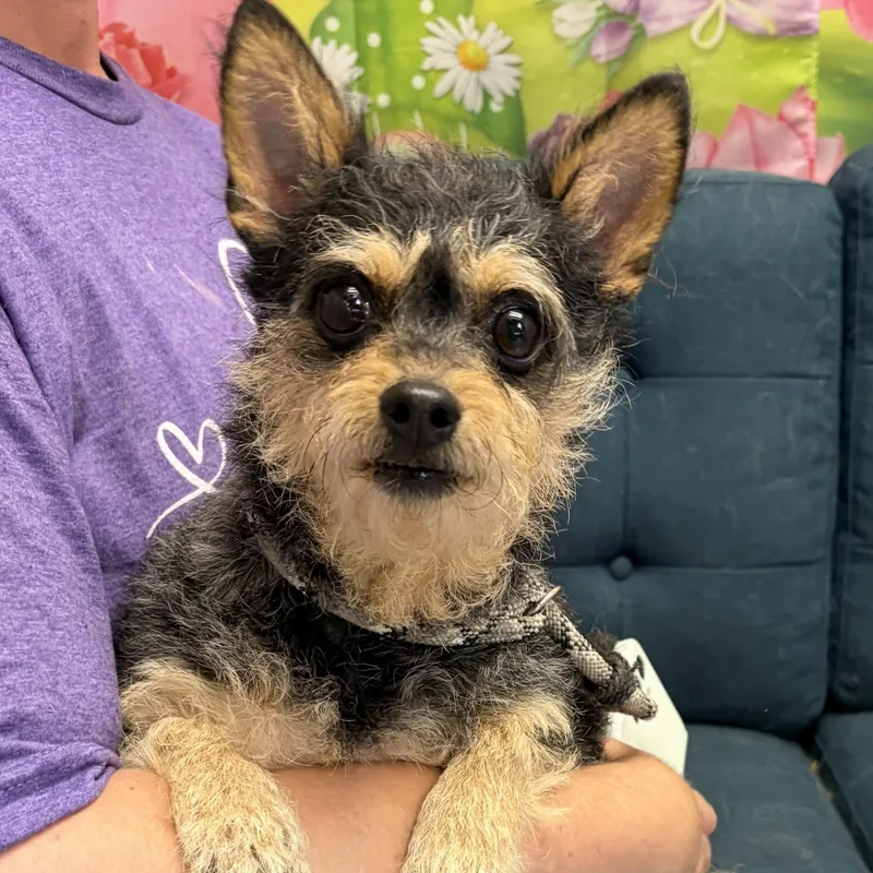 An adult small-sized female Tricolor (Brown, Black, & White) Chiweenie dog named Abby for adoption in Normal, IL