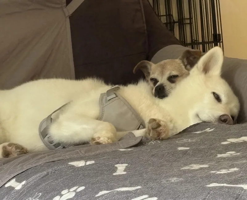 An adult medium-sized female White / Cream Husky dog named Bella Has Epilepsy for adoption in Lawrenceville, GA