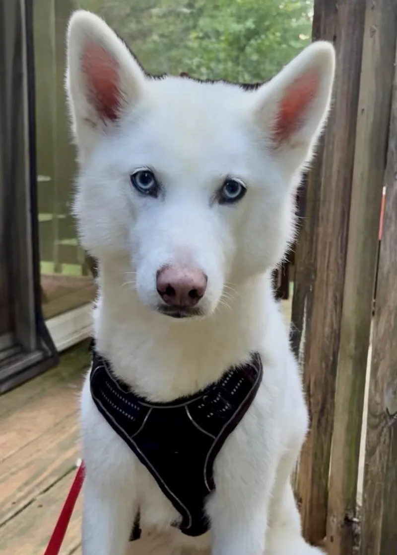 Bella Has Epilepsy thumbnail 4