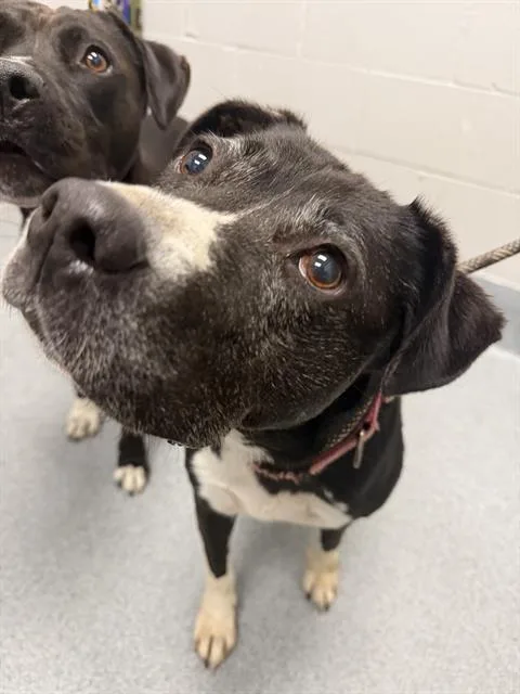 An adult medium-sized female Pit Bull Terrier dog named Bella for adoption in Indianapolis, IN