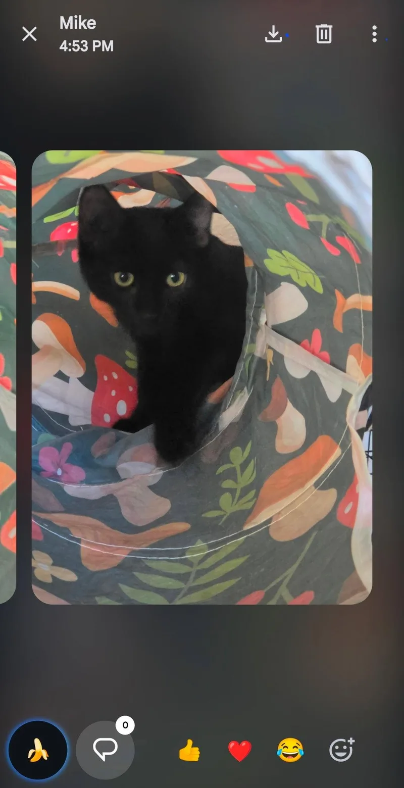 A baby medium-sized female Black Domestic Short Hair cat named Luna for adoption in Vacaville, CA