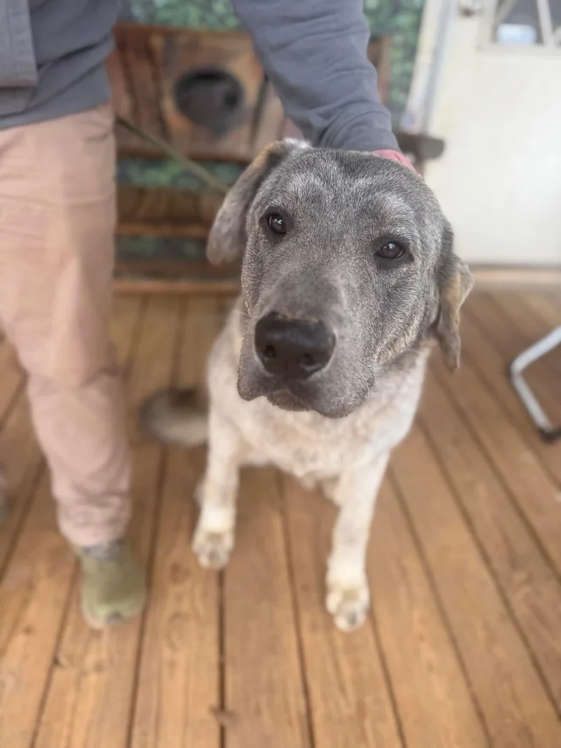 A young extra large-sized male Brindle Anatolian Shepherd dog named Fizz for adoption in East Haddam, CT