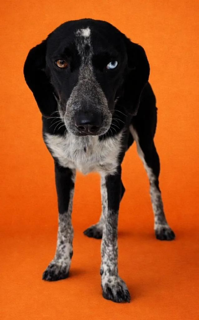 A young medium-sized female Bluetick Coonhound dog named Susie for adoption in Wauchula, FL