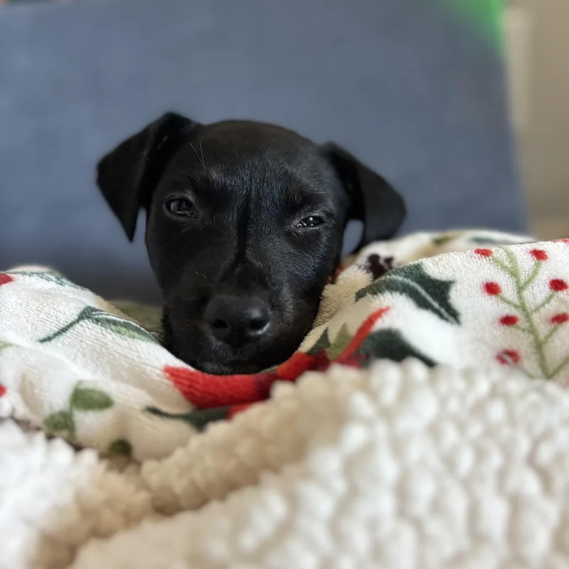 Maverick thumbnail 2