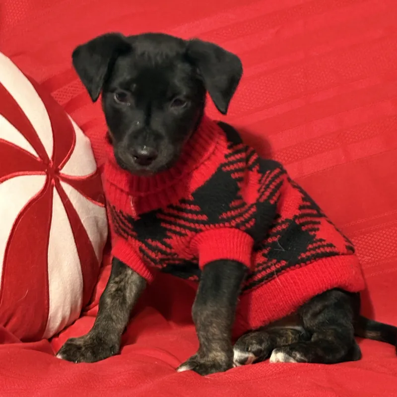 Maverick thumbnail 4