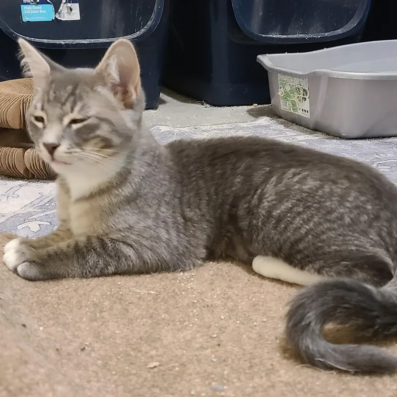 A baby medium-sized male Gray / Blue / Silver Domestic Short Hair cat named Rex Winterville for adoption in Greensboro, GA