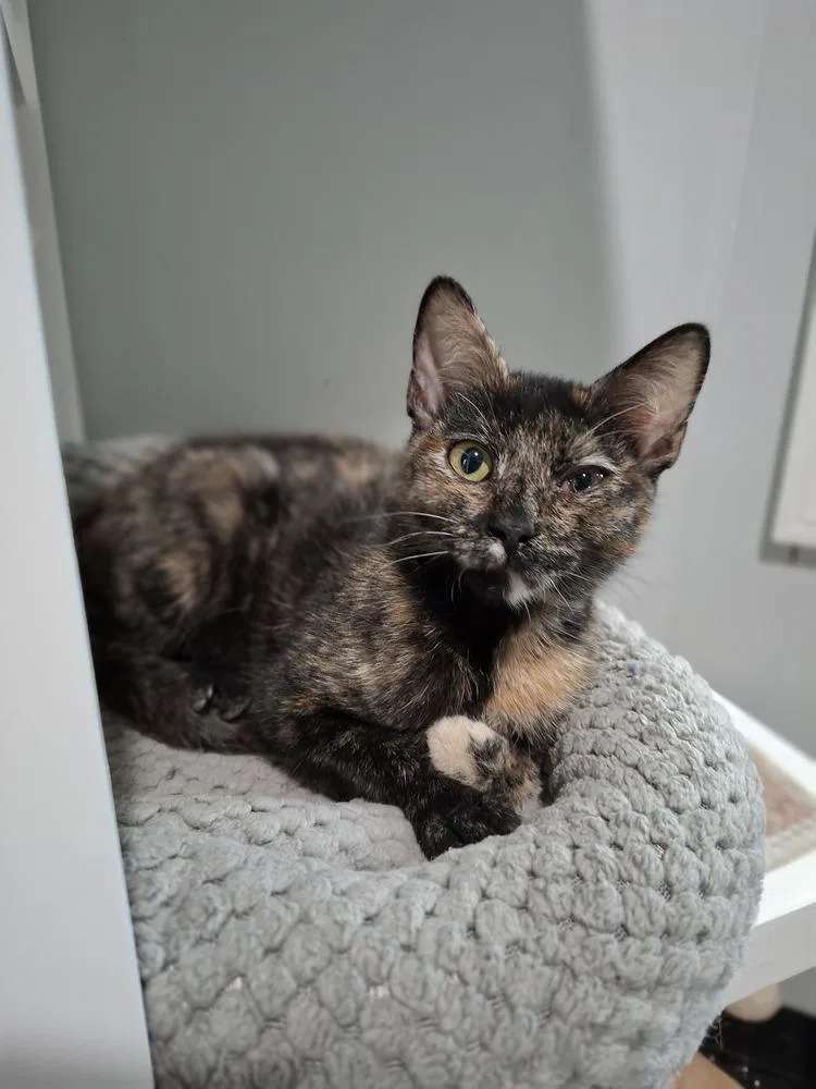 A baby small-sized female Domestic Short Hair cat named Mystic Shadow for adoption in Lewisburg, TN