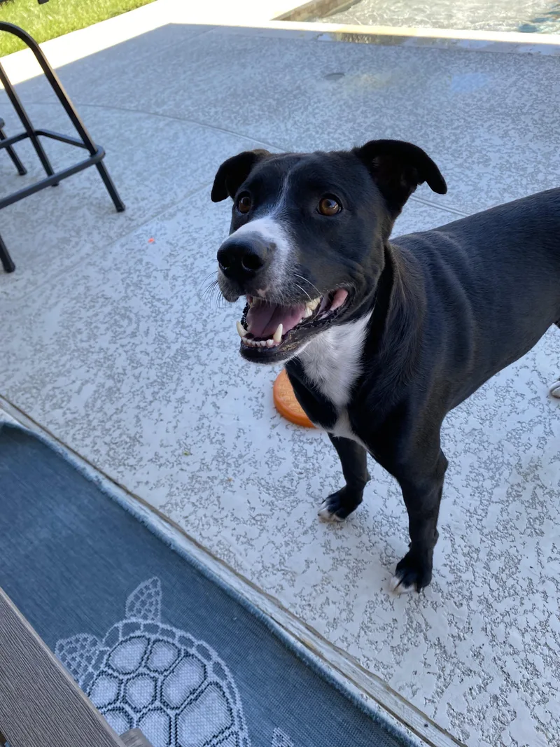 An adult medium-sized female Black American Staffordshire Terrier dog named Nina for adoption in Magnolia, TX