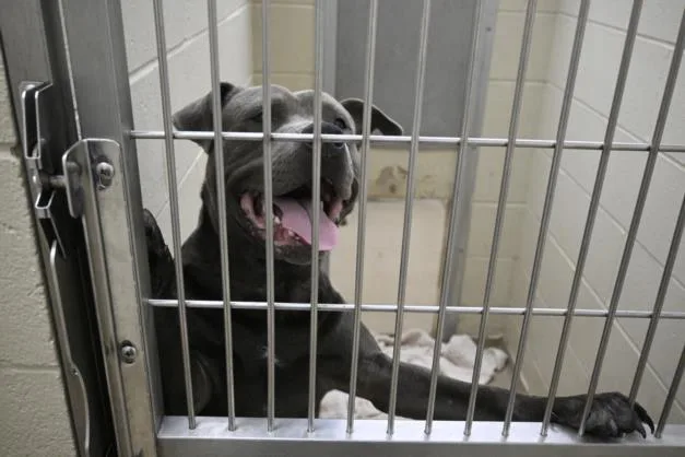 An adult medium-sized male Pit Bull Terrier dog named Troop for adoption in Decatur, IL