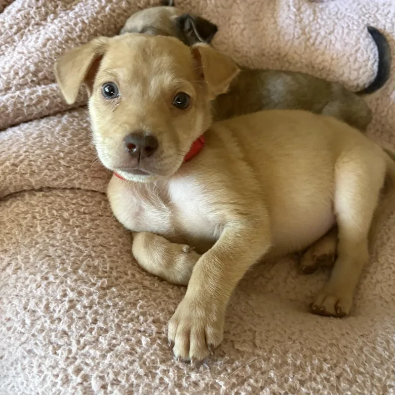 A baby medium-sized male White / Cream Labrador Retriever dog named Butter Jack for adoption in Escondido, CA