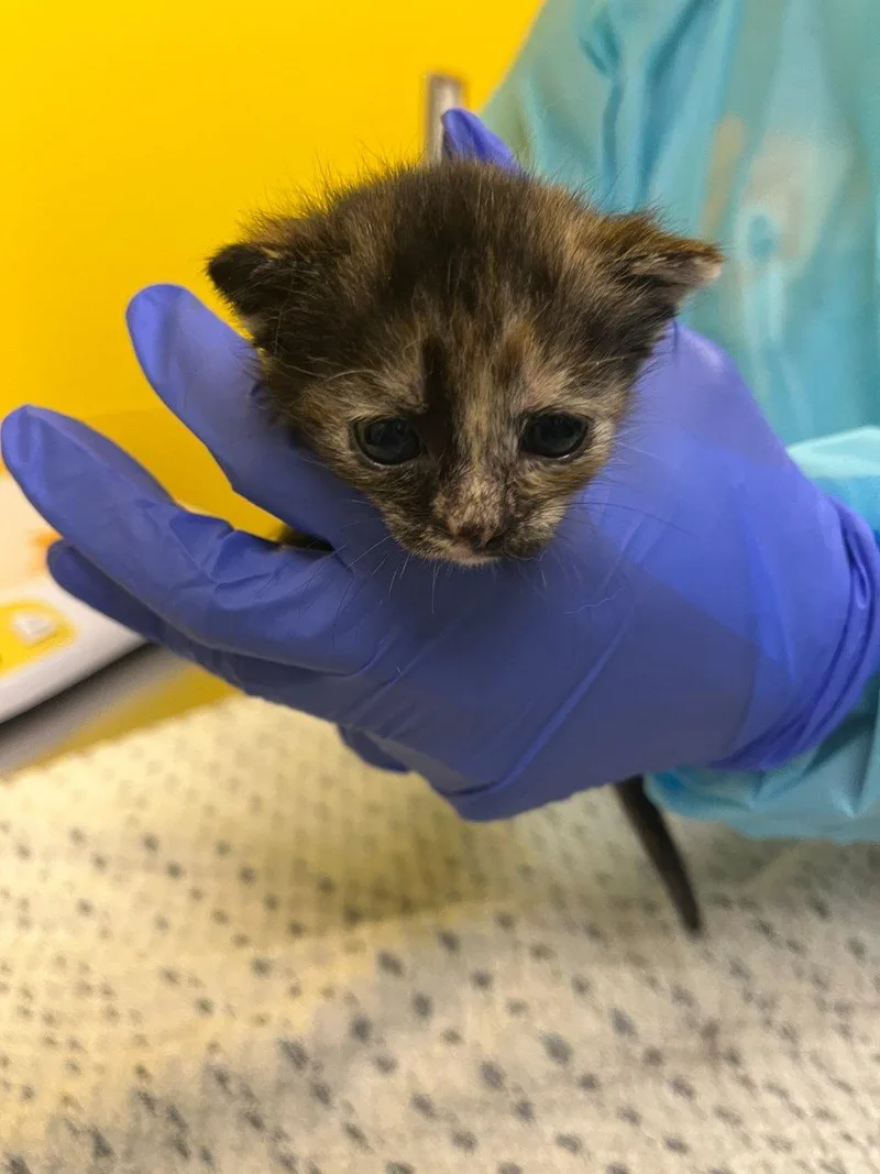 A baby small-sized female Tortoiseshell Domestic Short Hair cat named Toadette for adoption in Raleigh, NC