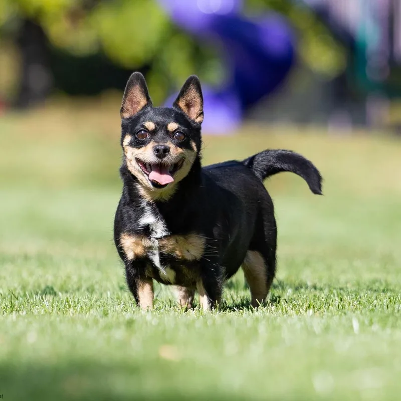 A senior small-sized female Black Chihuahua dog named Pj for adoption in Washoe Valley, NV
