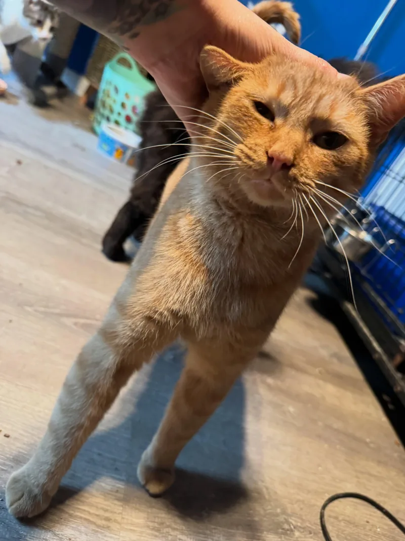 An adult large-sized male Tabby (Orange / Red) Domestic Short Hair cat named Sparx for adoption in Rochester, NY