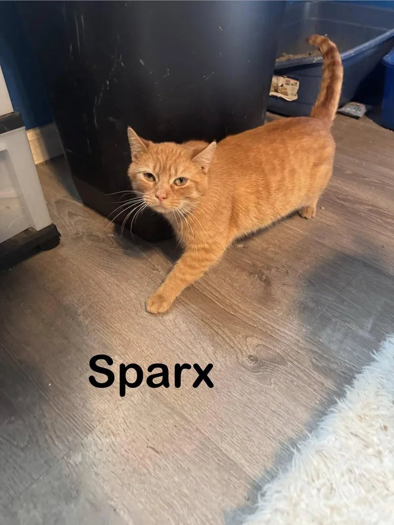 Sparx thumbnail 5