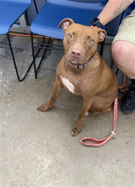 An adult large-sized female Mixed Breed dog named Athena for adoption in Dallas, TX