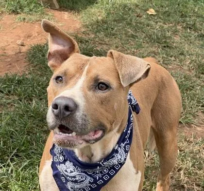 An adult medium-sized male Pit Bull Terrier dog named Cheesus Crisp $ for adoption in Seneca, SC