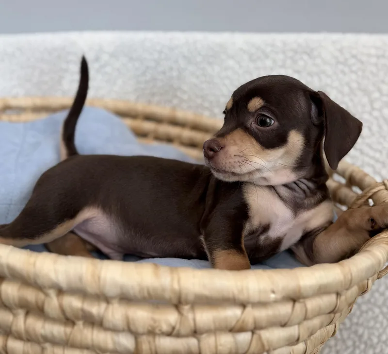 A baby small-sized male Yellow / Tan / Blond / Fawn Beagle dog named Falcon for adoption in Lawrenceville, GA
