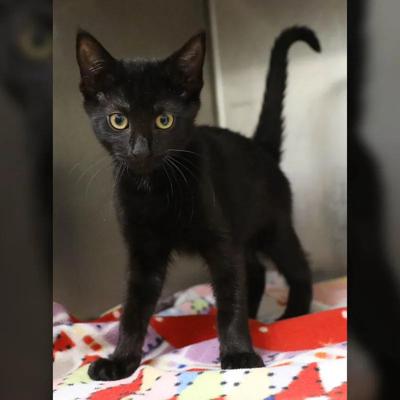 A baby small-sized female Black Domestic Short Hair cat named Juniper for adoption in Lambertville, NJ