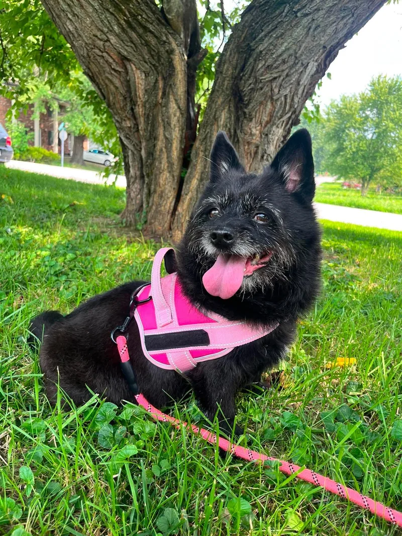 A senior medium-sized male Schipperke dog named Arnold for adoption in Richmond, KY