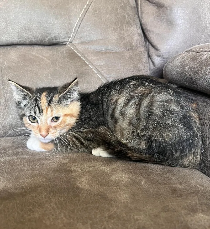 A baby small-sized female Domestic Short Hair cat named Esmerelda for adoption in Rochester, IN