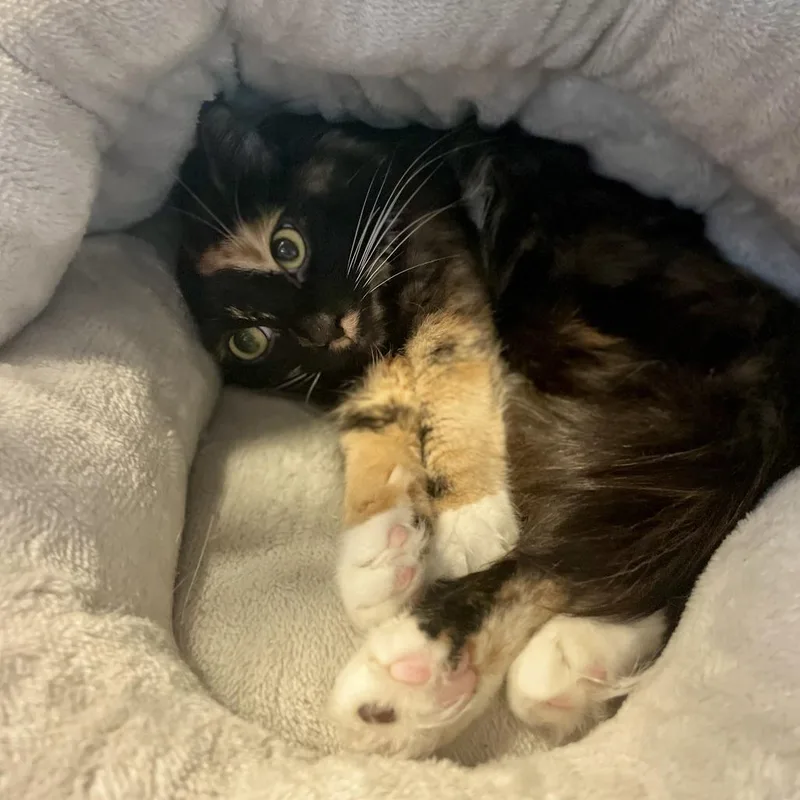 An adult medium-sized female Calico Domestic Medium Hair cat named Kitkat for adoption in Freeport, FL