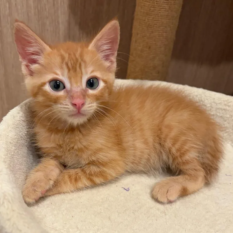 A baby small-sized male Orange / Red Domestic Short Hair cat named Jonathan for adoption in Escondido, CA
